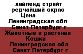 хайленд страйт, редчайший окрас › Цена ­ 20 000 - Ленинградская обл., Санкт-Петербург г. Животные и растения » Кошки   . Ленинградская обл.,Санкт-Петербург г.